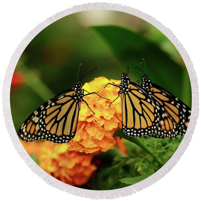 Butterfly Monarchs Round Beach Towel featuring the photograph Butterfly Monarchs on Mums by Luana K Perez