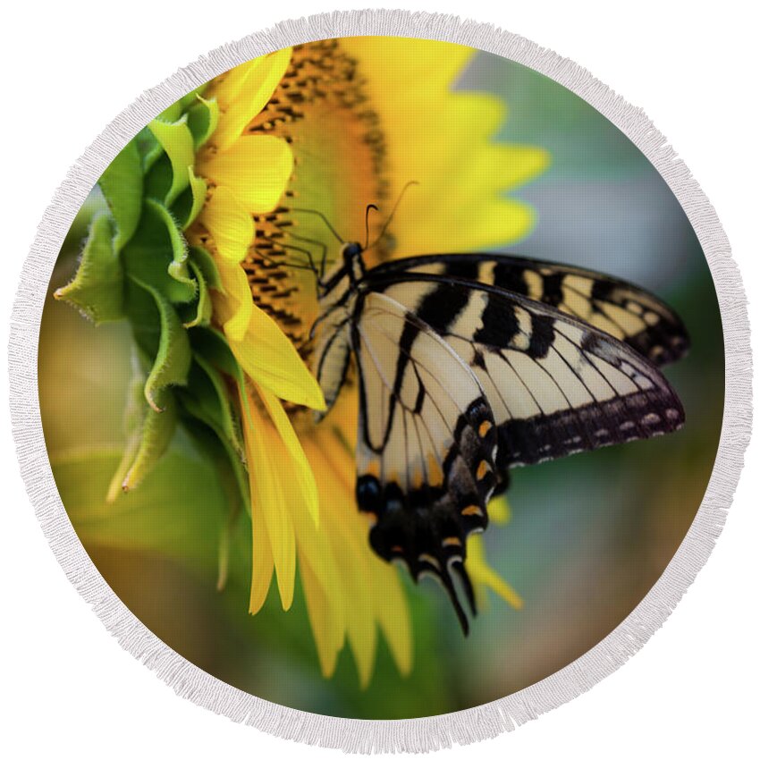 Swallowtail Butterflies Round Beach Towel featuring the photograph Butterfly Mornings by Karen Wiles