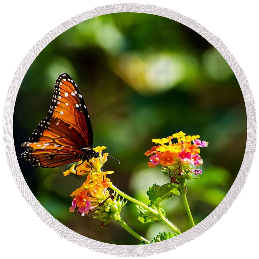 Butterfly Round Beach Towel featuring the photograph Butterfly on a Flower by Douglas Killourie