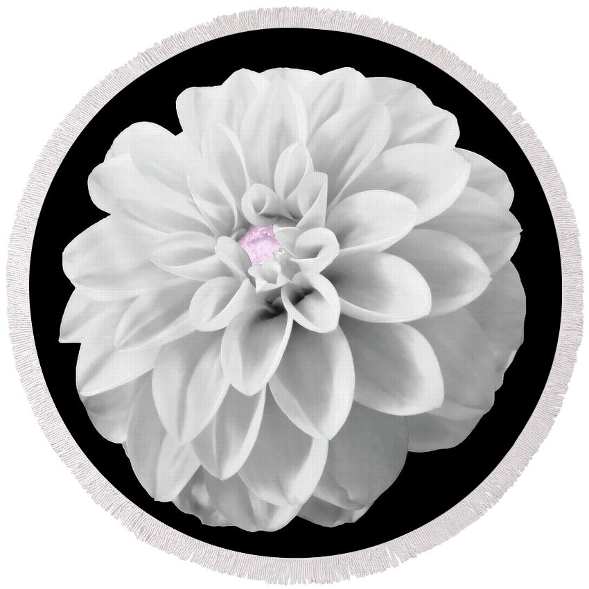 Dahlia Round Beach Towel featuring the photograph BW Dahlia And Touch Of Pink by Johanna Hurmerinta