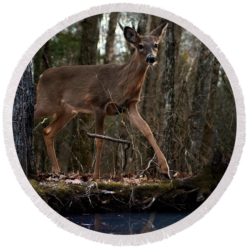 Deer Round Beach Towel featuring the photograph By The Stream by Bill Stephens