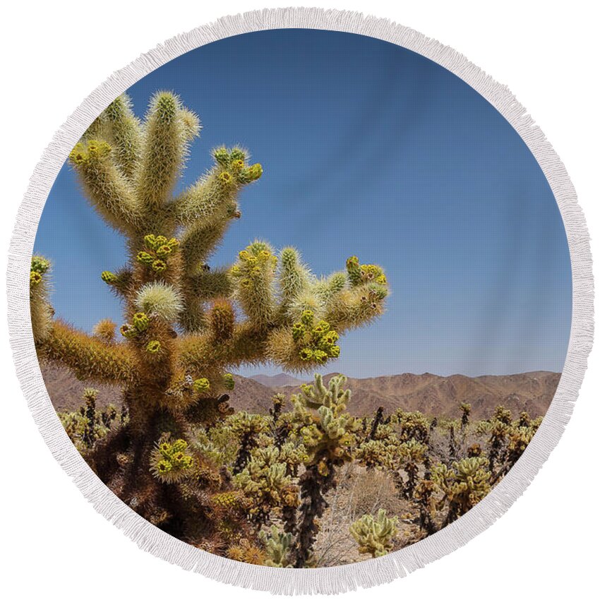 California Round Beach Towel featuring the photograph Cactus Alert by David Downs