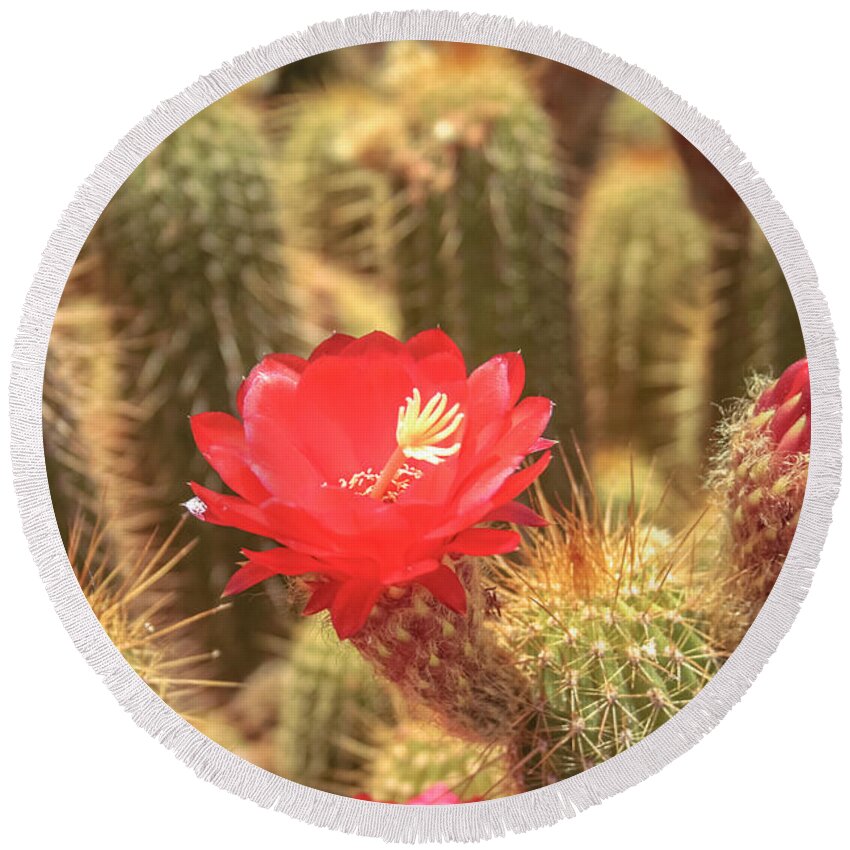 Cactus Round Beach Towel featuring the photograph Cactus bloom by Darrell Foster