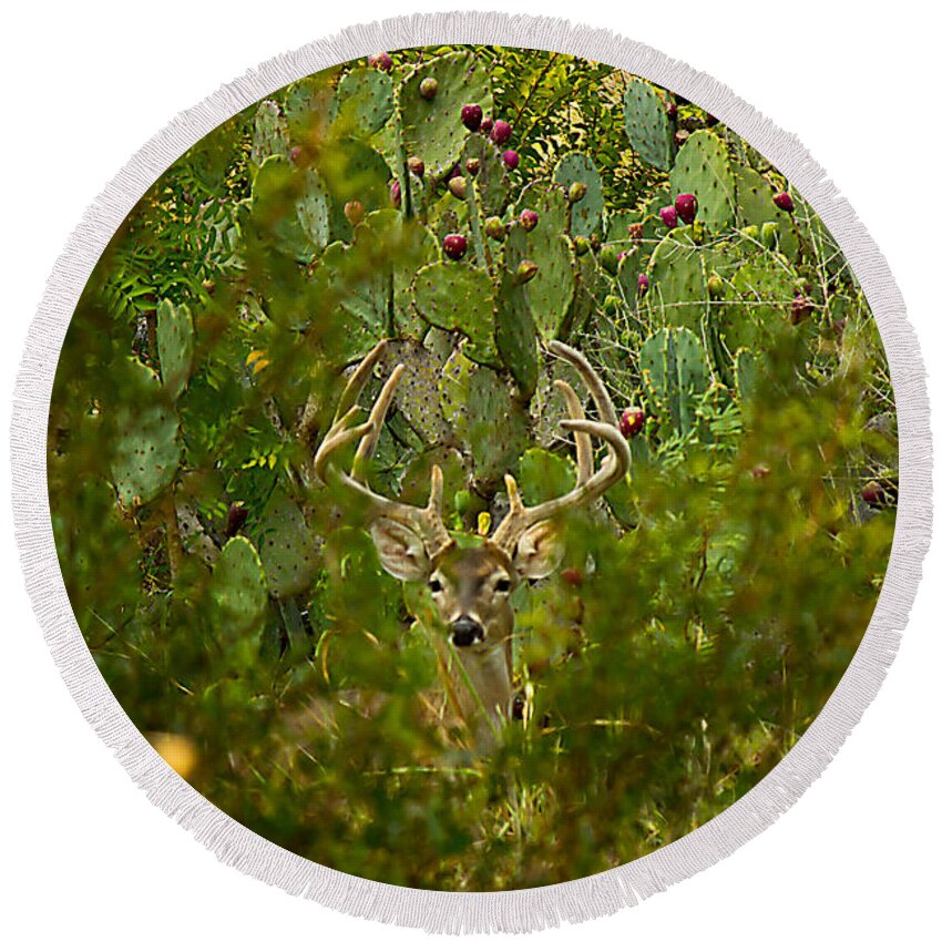 Michael Tidwell Photography Round Beach Towel featuring the photograph Cactus Buck by Michael Tidwell