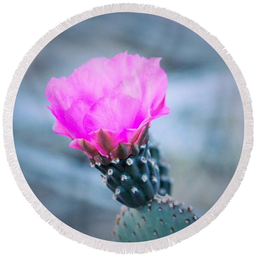 Cactus Round Beach Towel featuring the photograph Cactus in Bloom by Marcia Breznay