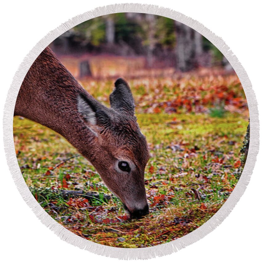 Deer Round Beach Towel featuring the photograph Cades Cove - Morning Breakfast 001 by George Bostian