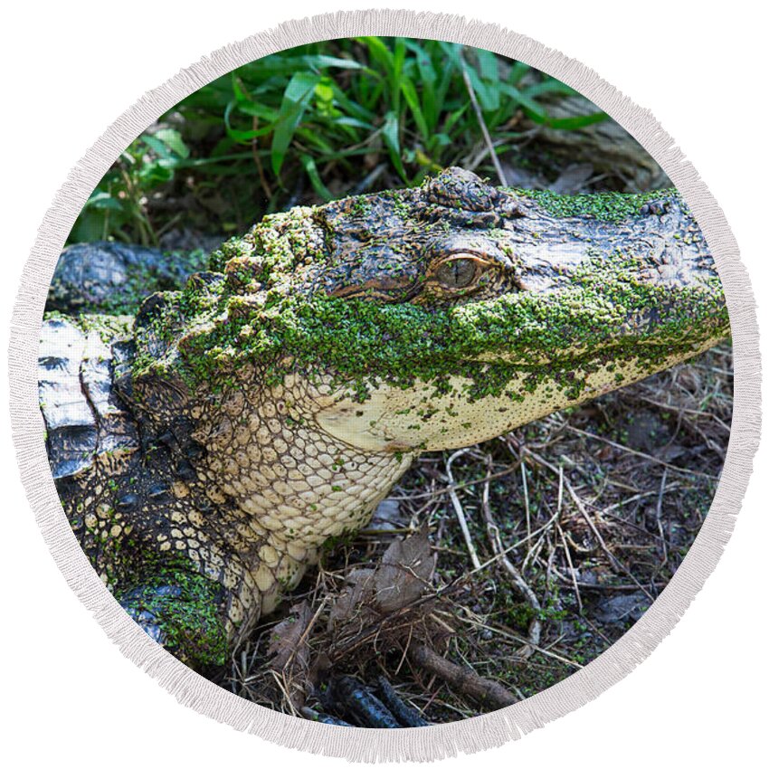 Animal Round Beach Towel featuring the photograph Caiman by Allan Morrison