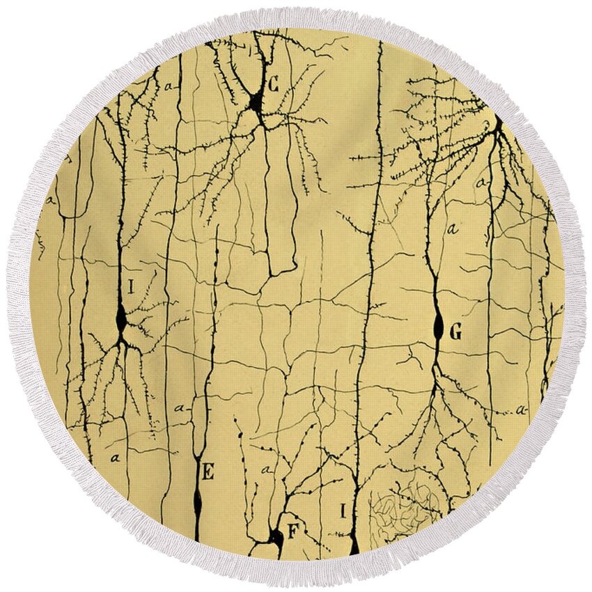Science Round Beach Towel featuring the photograph Cajal Drawing of Microscopic Structure of the Brain 1904 by Science Source