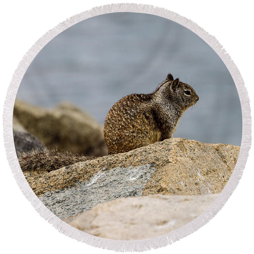 Squirrel Round Beach Towel featuring the photograph California Ground Squirrel by Ben Graham
