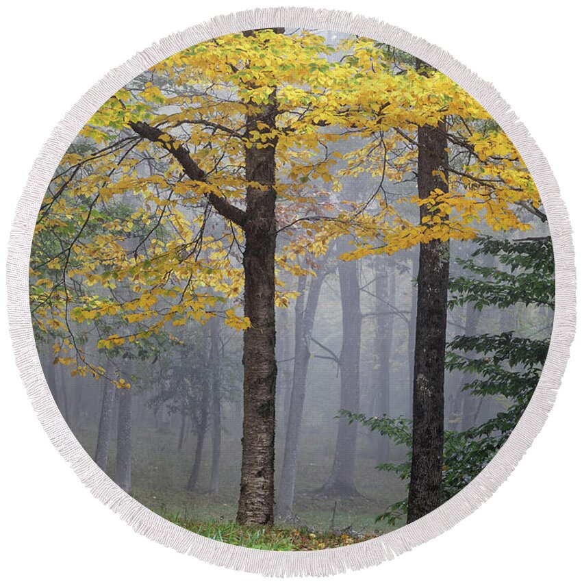 Birch Round Beach Towel featuring the photograph Yellow birch tree in fog by Kevin Shields