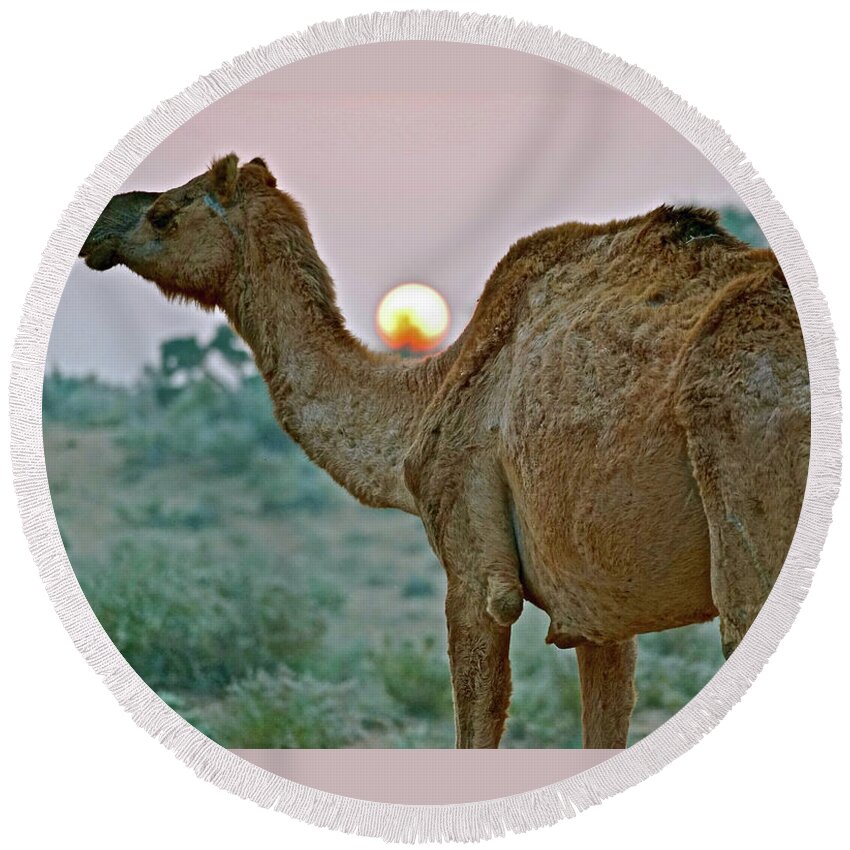 India Round Beach Towel featuring the photograph Camel Sunrise by Michael Cinnamond