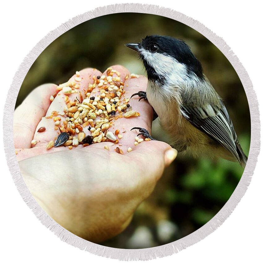 Bird Round Beach Towel featuring the photograph Can I have some of your seeds by Lilia S