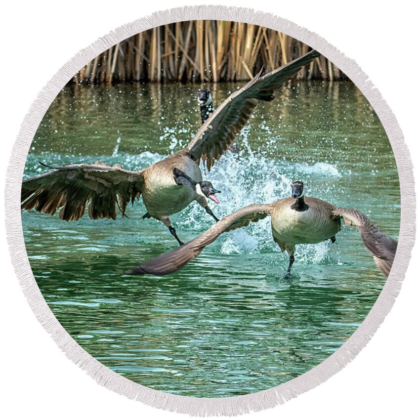 Canada Round Beach Towel featuring the photograph Canada Geese Chase 4906 by Tam Ryan