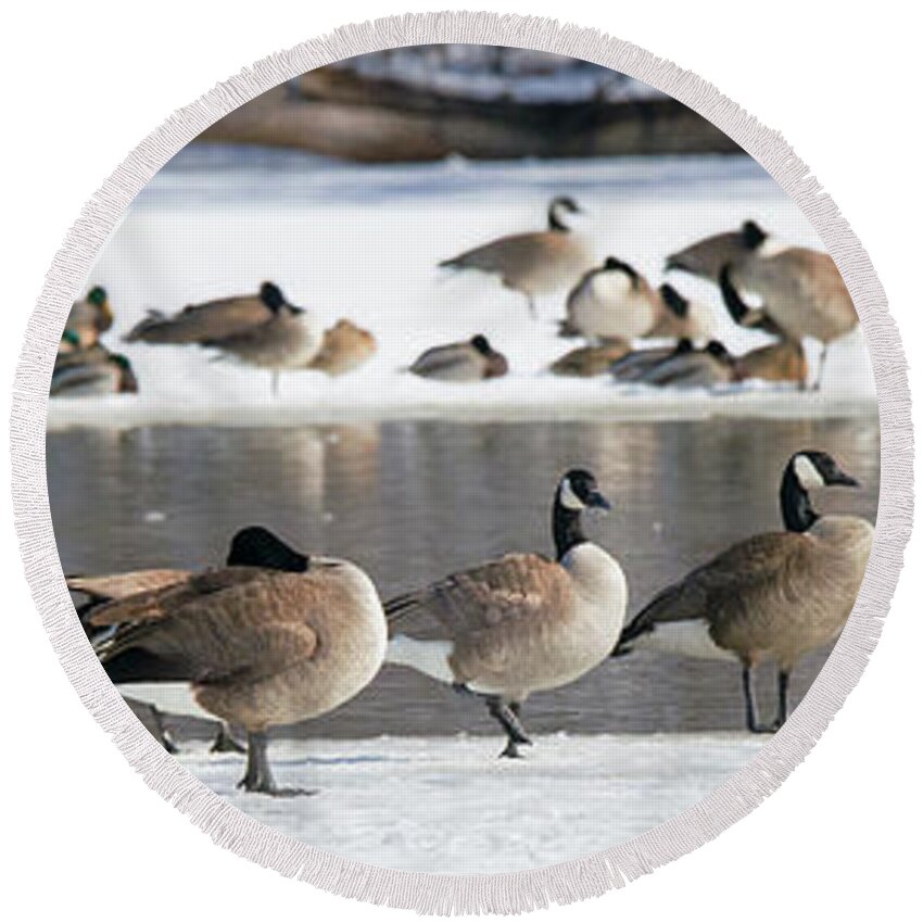 Canada Goose Round Beach Towel featuring the photograph Canada Geese Ice Melt by Ed Peterson