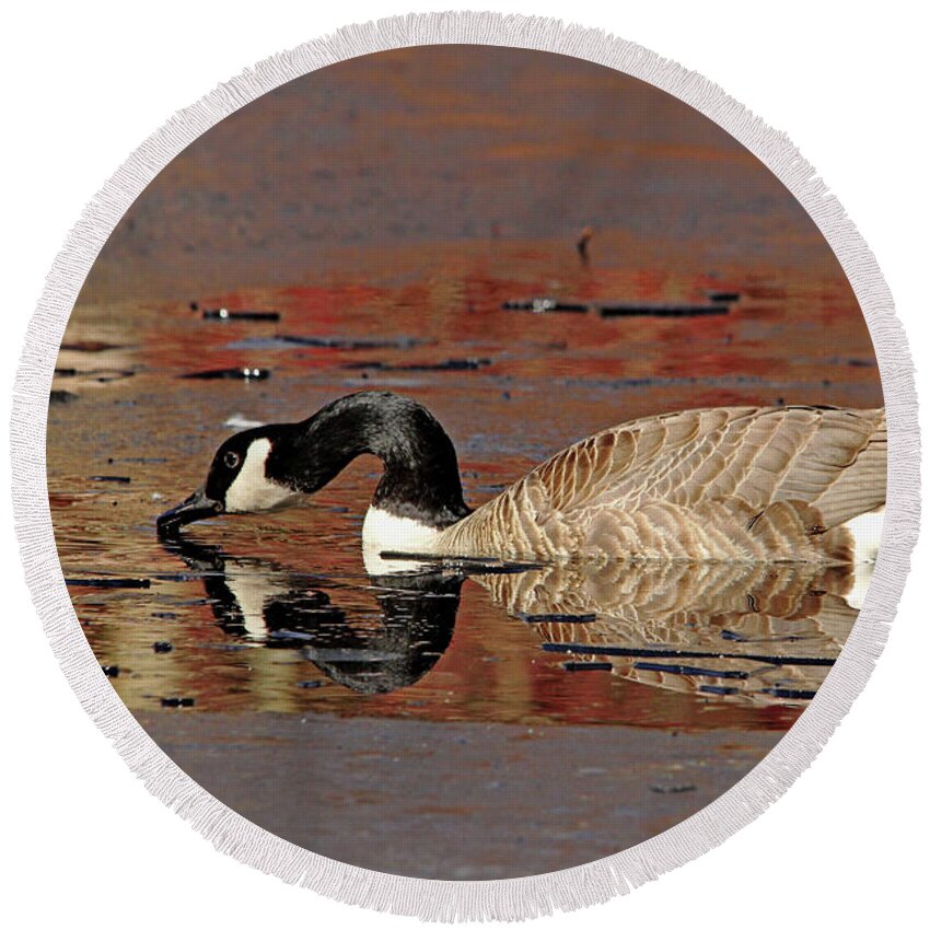Canada Goose Round Beach Towel featuring the photograph Canada Goose On Icy Pond Early Spring by Debbie Oppermann
