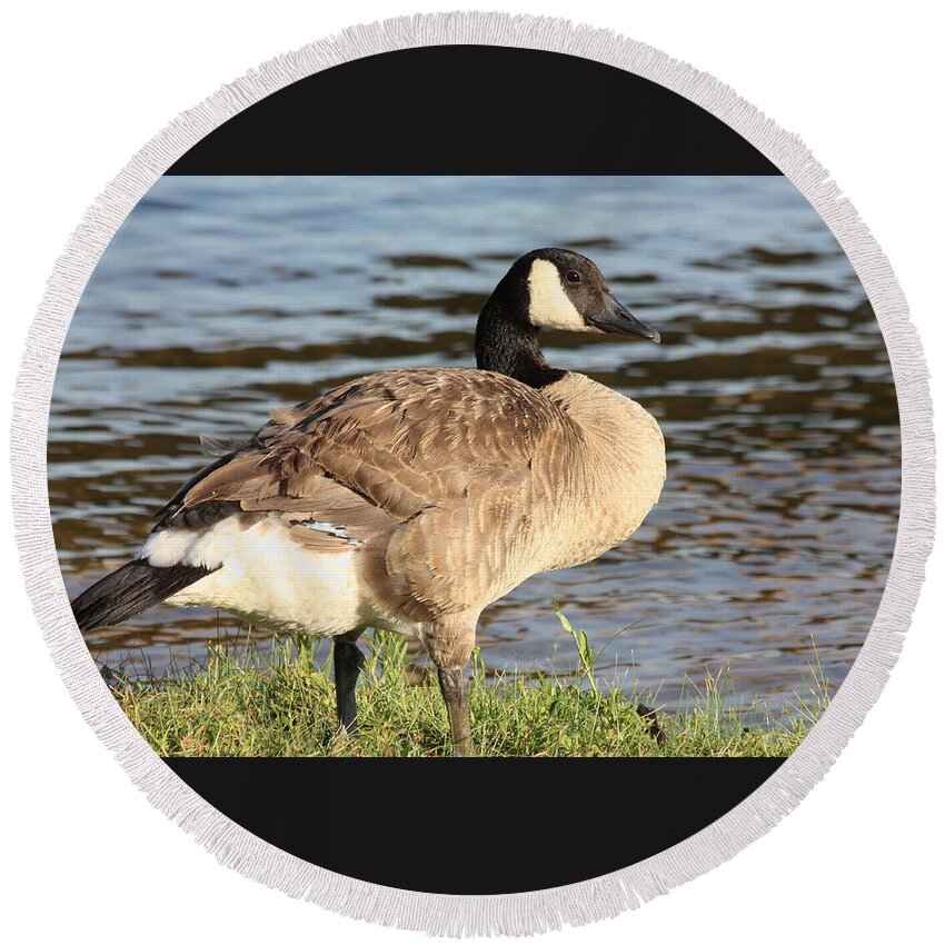 Nature Round Beach Towel featuring the photograph Canada Goose Standing at Waters Edge by Sheila Brown