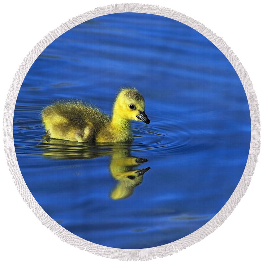 Canada Goose Round Beach Towel featuring the photograph Canada Gosling Goes for A Swim by Tony Beck