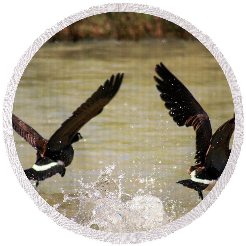 Canadian Geese Round Beach Towel featuring the photograph Canadian Geese by Dr Janine Williams