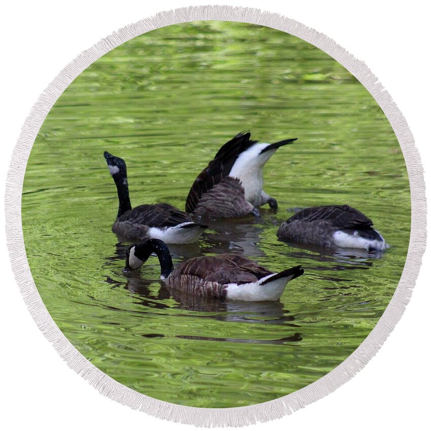 Canadian Geese Round Beach Towel featuring the photograph Canadian Goose Gaggle Fishing at Hollins Mill Park by M E