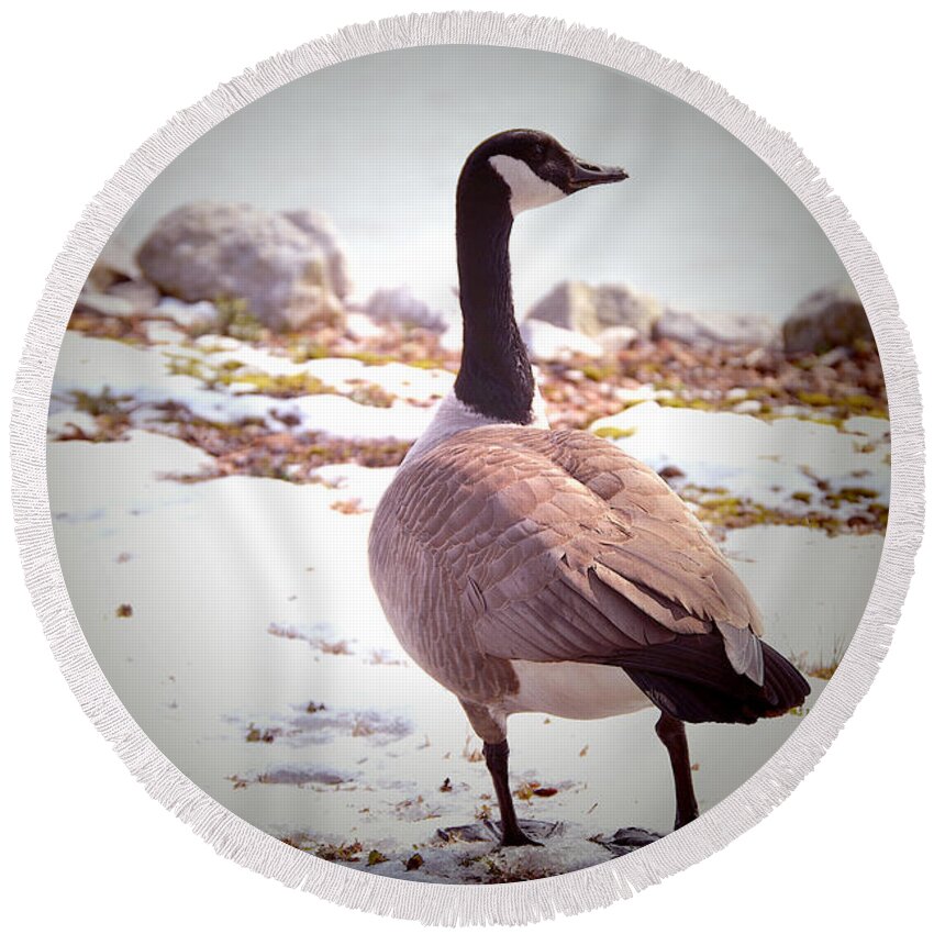 Canadian Round Beach Towel featuring the photograph Canadian Goose Snow Stroll by Lesa Fine