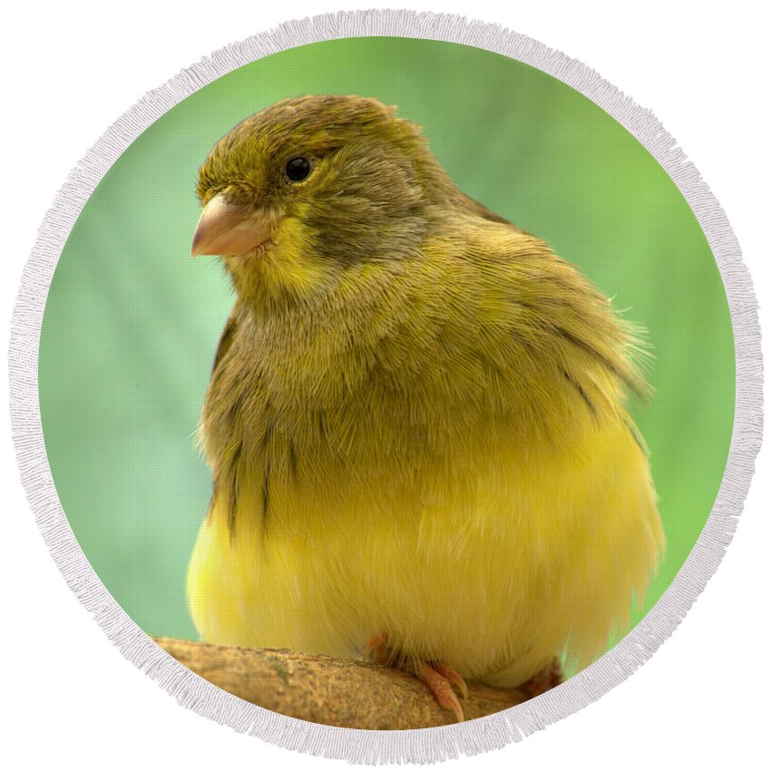 Pet Round Beach Towel featuring the photograph Canary by Nathan Abbott