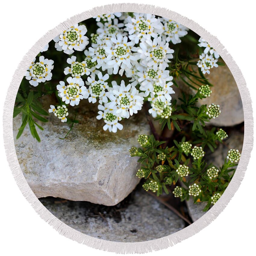 Flower Round Beach Towel featuring the photograph Candytuft on the Rocks by Karen Adams