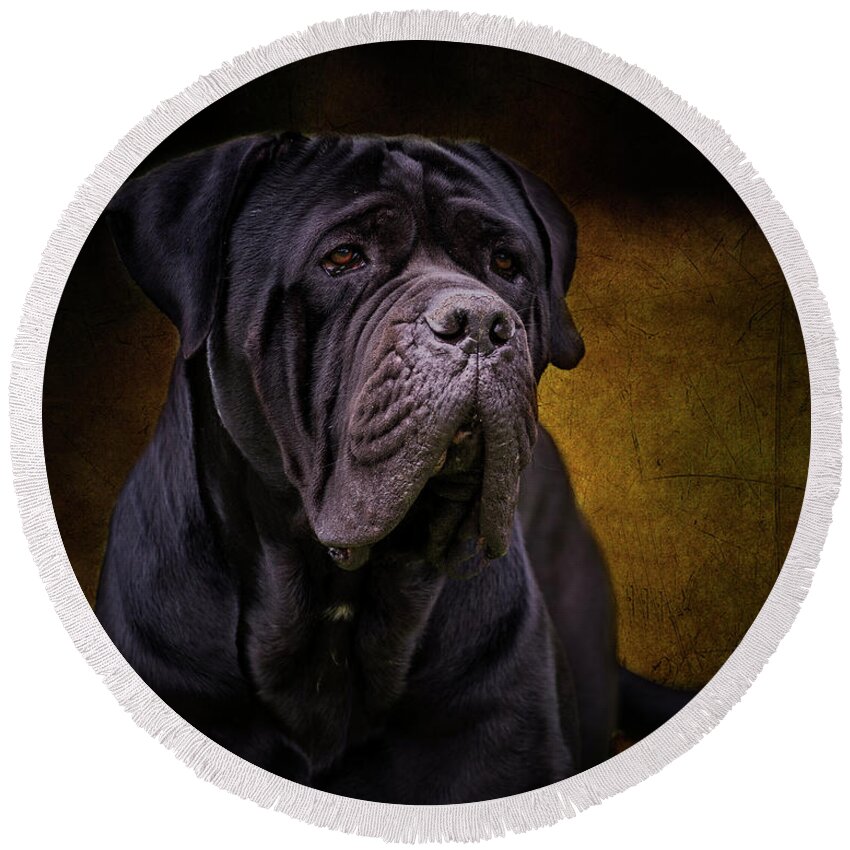 Corso Round Beach Towel featuring the photograph Cane Corso by Diana Andersen