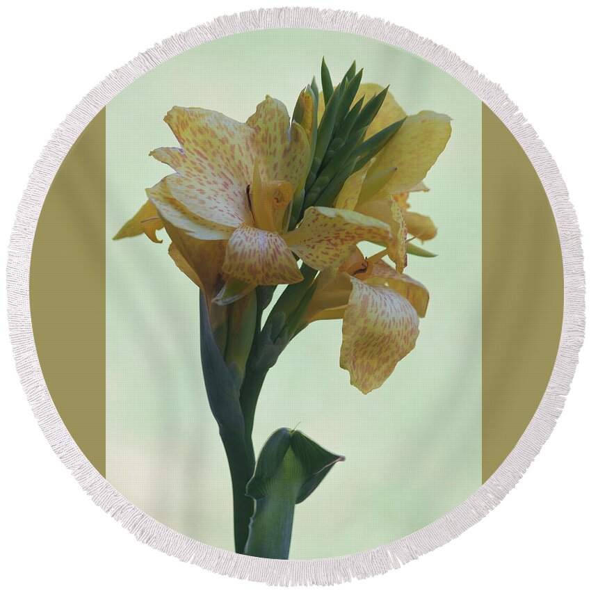 Photograph Round Beach Towel featuring the photograph Cannas Amarillo III by Suzanne Gaff