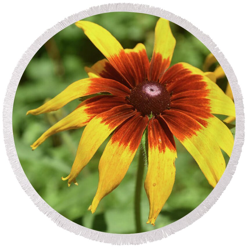 Black-eyed-susan Round Beach Towel featuring the photograph Captivating Black Eyed Susan Blossoming in Nature by DejaVu Designs