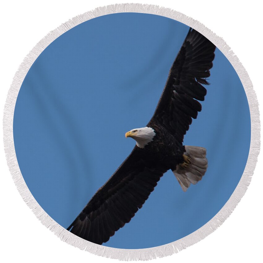 America Round Beach Towel featuring the photograph Captured in Flight by Michael Hall