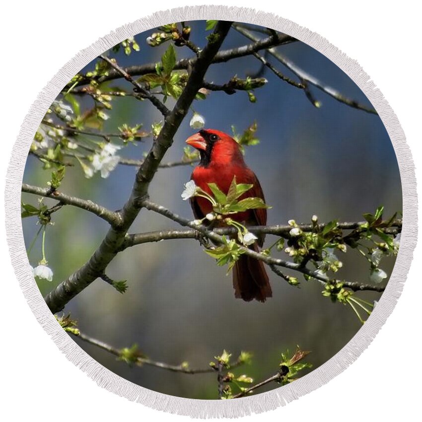 Wildlife Round Beach Towel featuring the photograph Cardinal Among the Blossoms by John Benedict