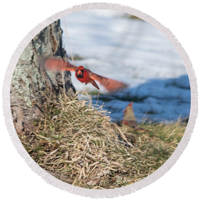 Cardinal Round Beach Towel featuring the photograph Cardinal in Flight by Holden The Moment
