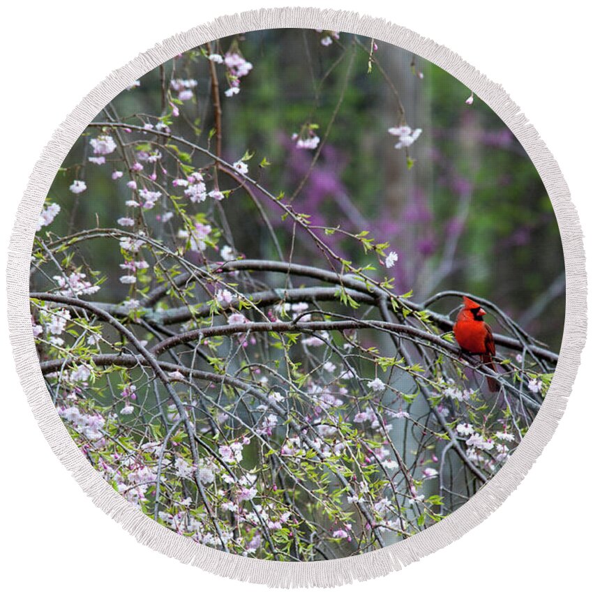 Bird Round Beach Towel featuring the photograph Cardinal in Flowering Tree by David Arment