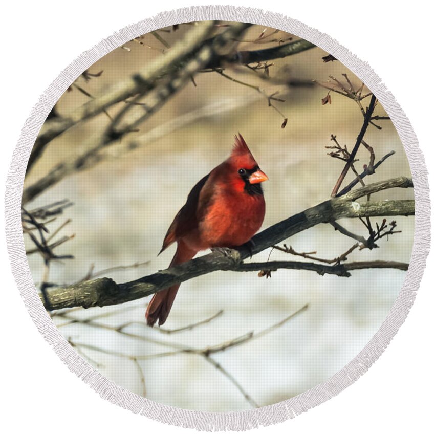 Jan Holden Round Beach Towel featuring the photograph Cardinal  by Holden The Moment