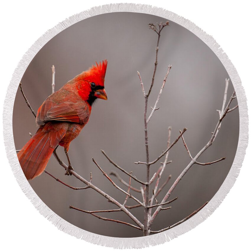 Nature Round Beach Towel featuring the photograph Cardinal Looks Back by Jeff Phillippi