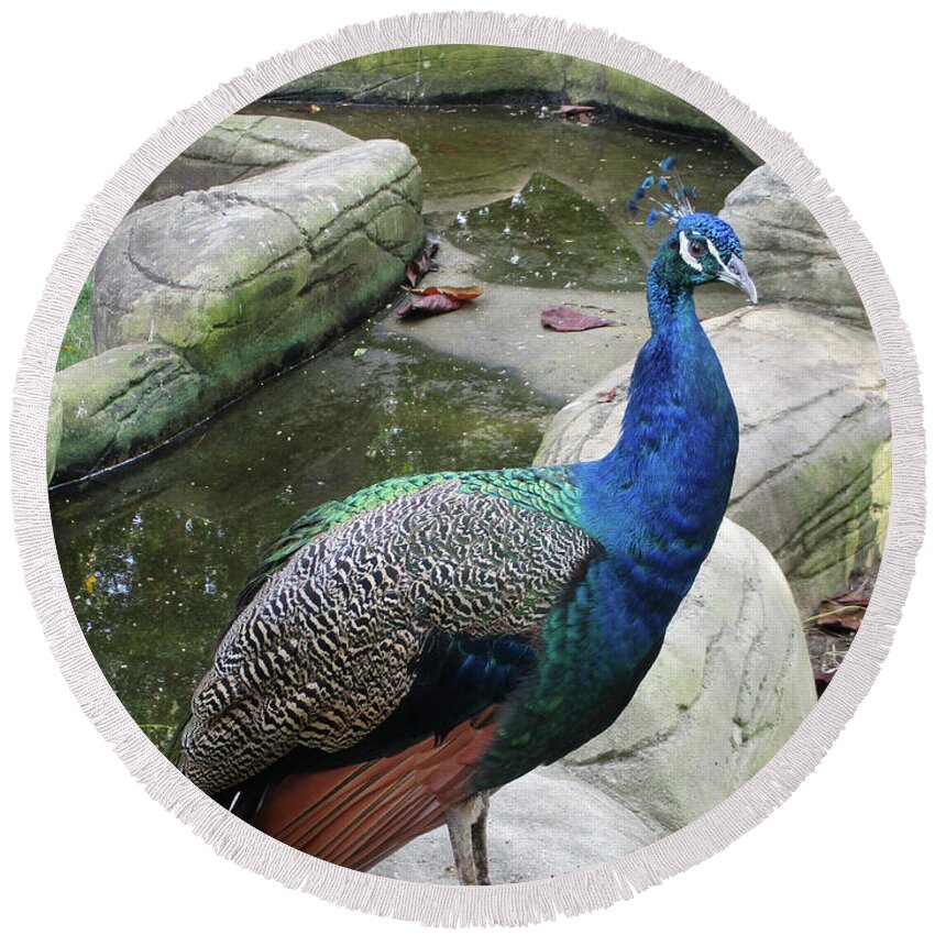 Peacock Round Beach Towel featuring the photograph Cartagena Peacock 3 by Randall Weidner