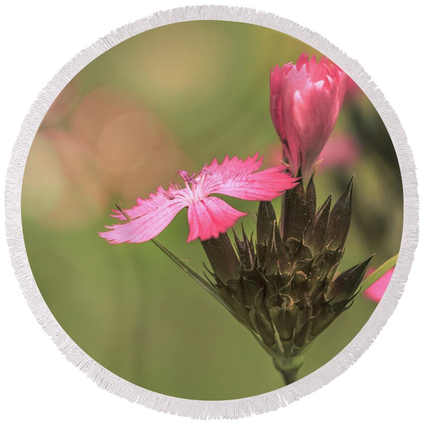 Flower Round Beach Towel featuring the photograph Carthusian Pink by Tim Abeln