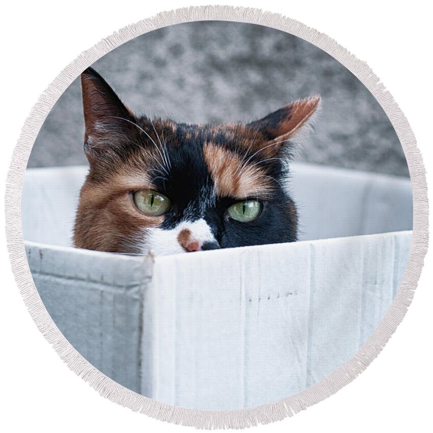 Cat Round Beach Towel featuring the photograph Cat in the box by Laura Melis