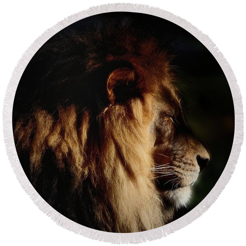 Male Lion Profile Round Beach Towel featuring the photograph Cat Nap for a King by Debra Sabeck