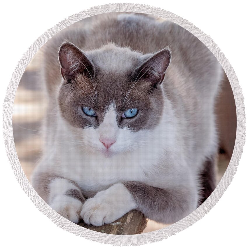 Cat Round Beach Towel featuring the photograph Cat on a Wooden Fence by Derek Dean