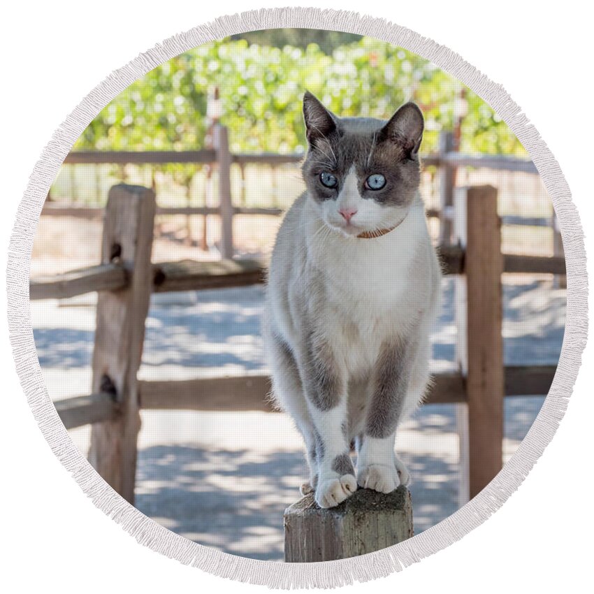 Cat Round Beach Towel featuring the photograph Cat on a Wooden Fence Post by Derek Dean