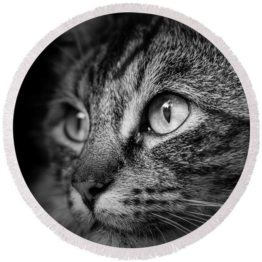 Cat Round Beach Towel featuring the photograph Cat Stare BW by Rick Deacon