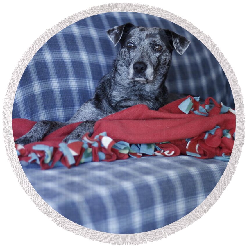 Catahoula Leopard Dog Round Beach Towel featuring the photograph Catahoula Leopard Dog in blue by Valerie Collins