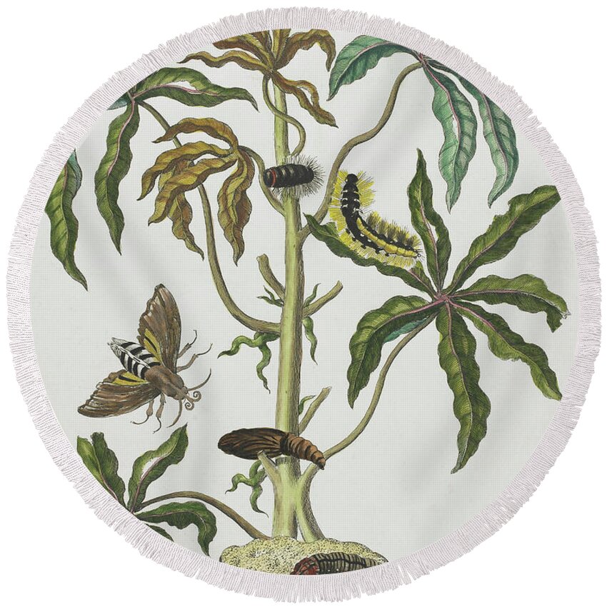 Caterpillars And Insects With Foliage Round Beach Towel featuring the painting Caterpillars and Insects with Foliage by Maria Sibylla Graff Merian