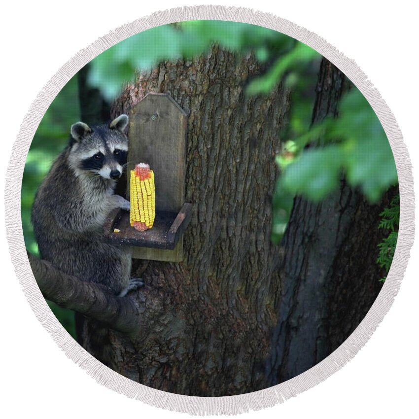 Raccoon Round Beach Towel featuring the photograph Caught in the Act by Karol Livote