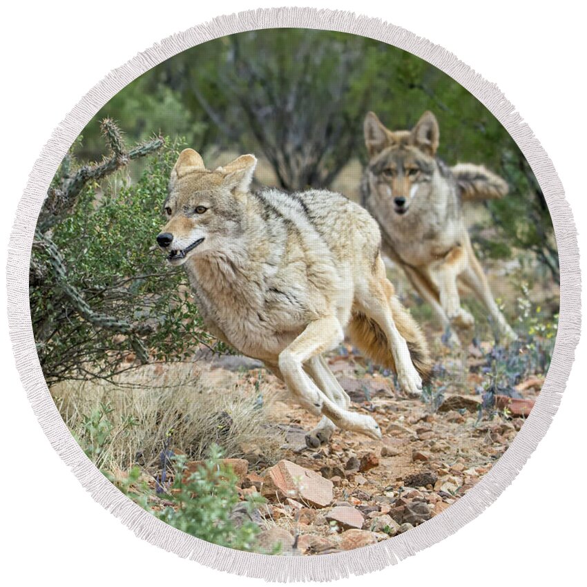 Cayote Round Beach Towel featuring the photograph Coyote Chase by Tam Ryan