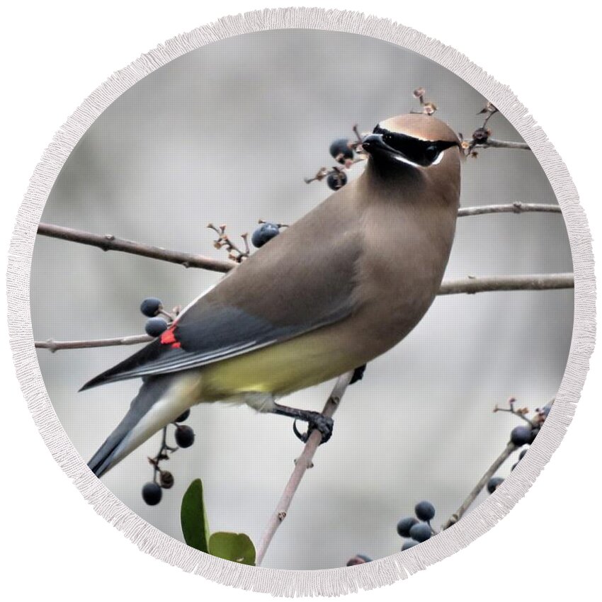 Kathy Long Round Beach Towel featuring the photograph Cedar Waxwing 1 by Kathy Long
