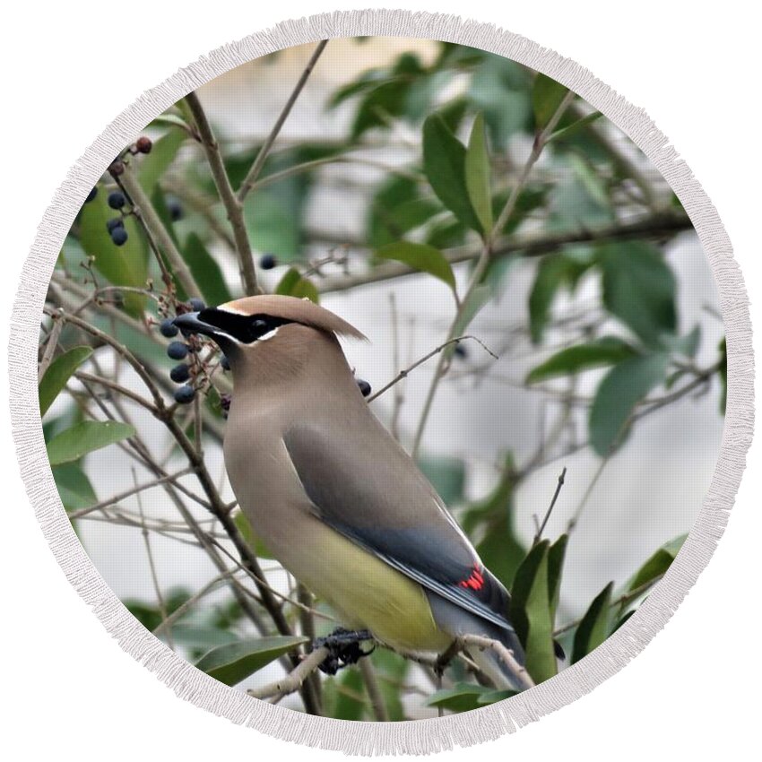 Kathy Long Round Beach Towel featuring the photograph Cedar Waxwing 3 by Kathy Long