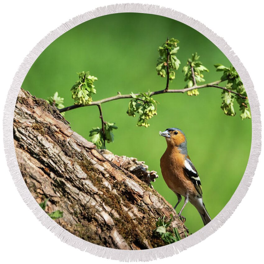 Bird Round Beach Towel featuring the photograph Chaffinch Posing by Framing Places