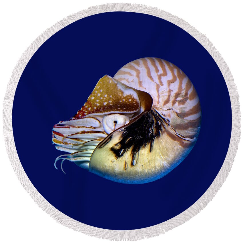 Chambered Nautilus Round Beach Towel featuring the photograph Chambered Nautilus in the Deep Blue by Wernher Krutein